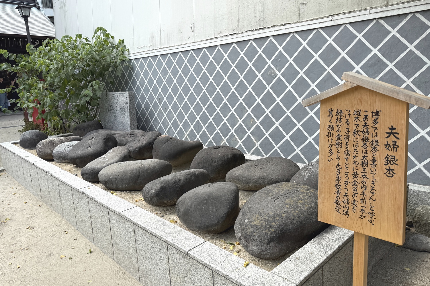 櫛田神社の夫婦銀杏の案内と力石